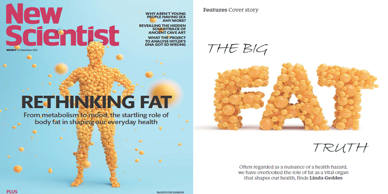 重新审视人体脂肪的价值——这些“赘肉”正在悄然维护你的健康